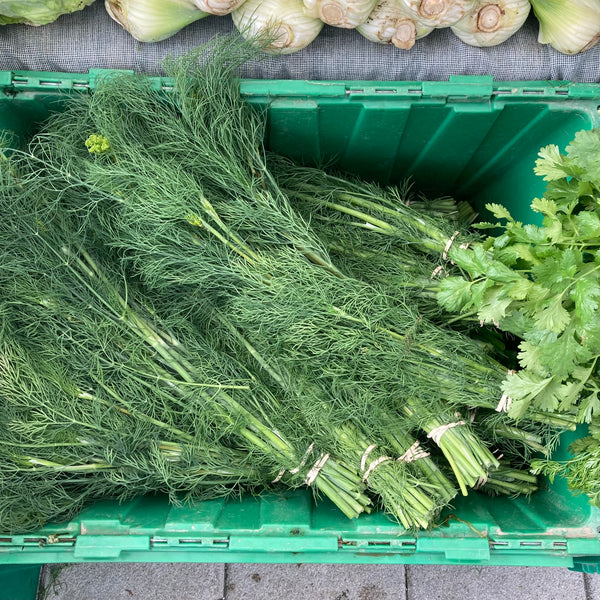 Dill