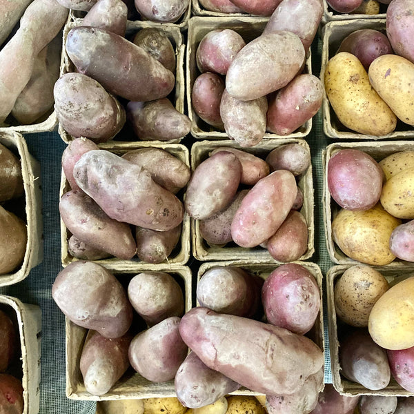 Red Fingerlings
