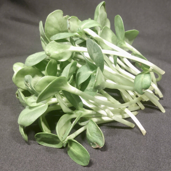Sunflower Shoots