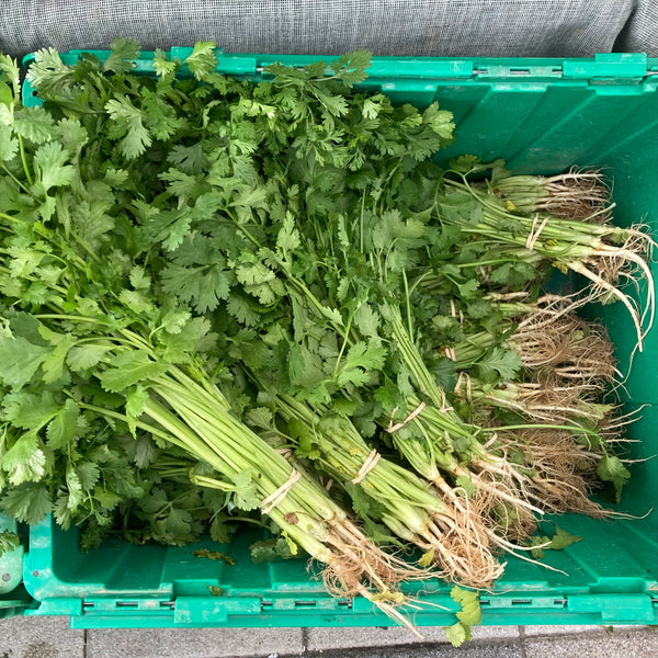 Cilantro