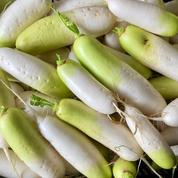 White Daikon Radish