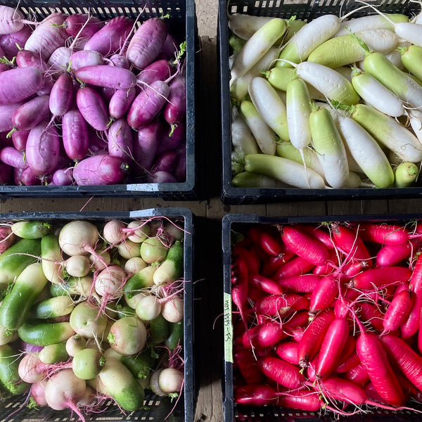 Mixed Daikon Radish