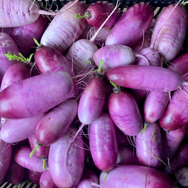 Purple Daikon Radish