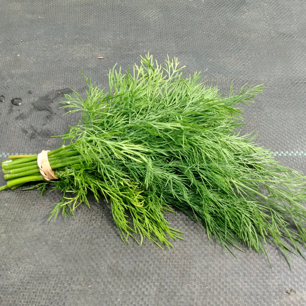 Dill