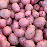 Red Potatoes