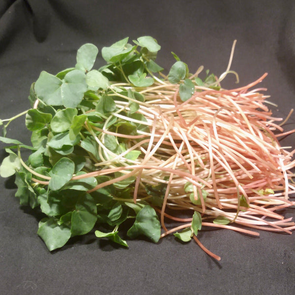 Buckwheat Shoots