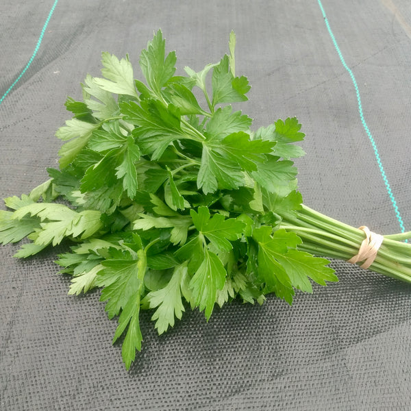 Flat Leaf Parsley