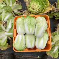 Napa Cabbage