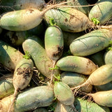 Radis daikon vert