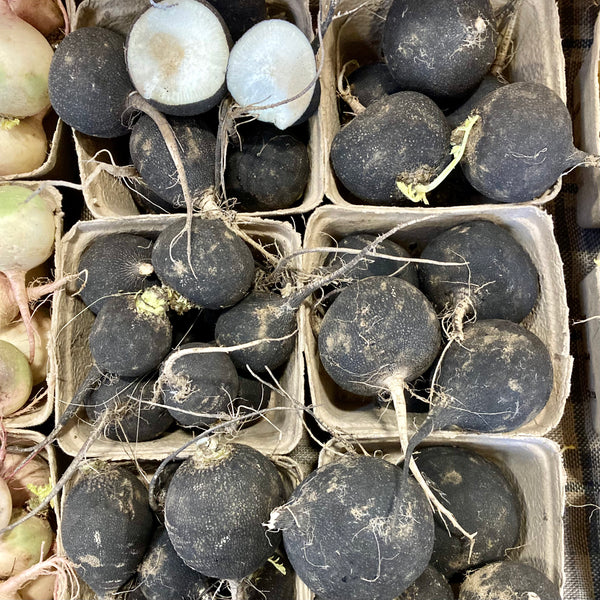 Black Radish