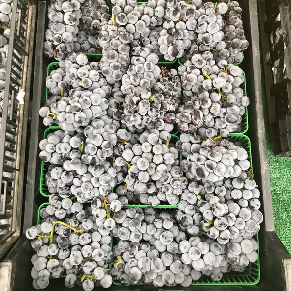Fredonia Grapes