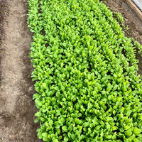 Arugula