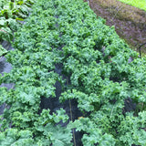 Kale