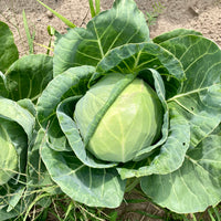 Green Cabbage