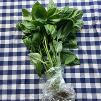 Basil