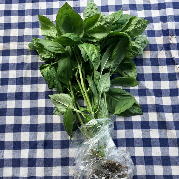 Basil