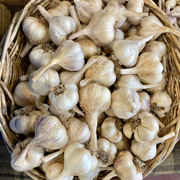 Garlic