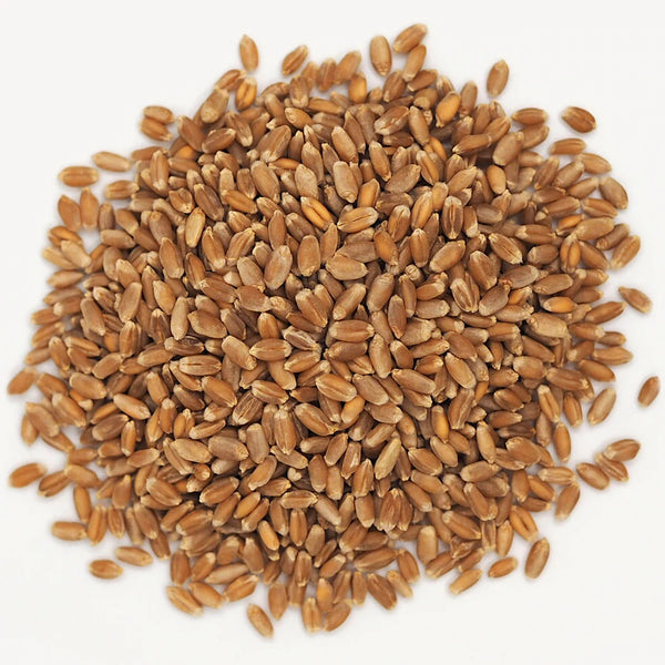 Red Spring Wheat Berries