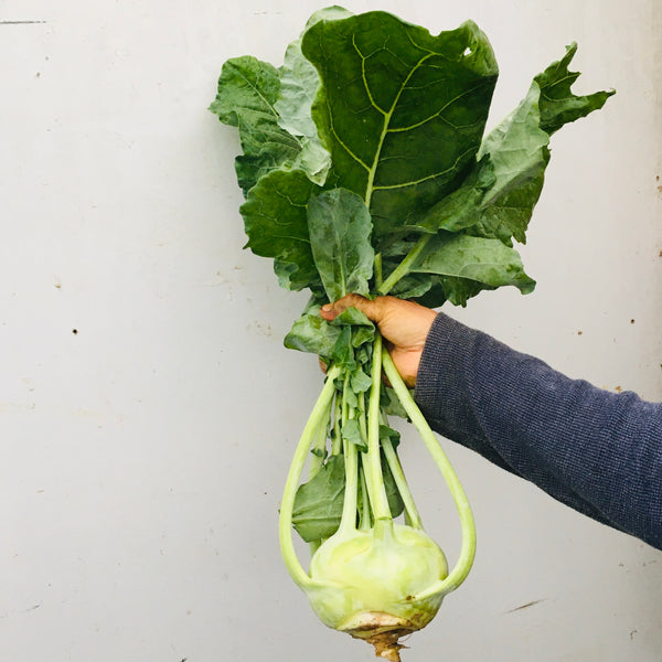 Kohlrabi