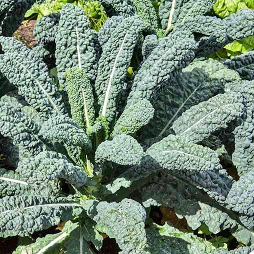 Dino Kale