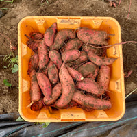 Sweet Potatoes