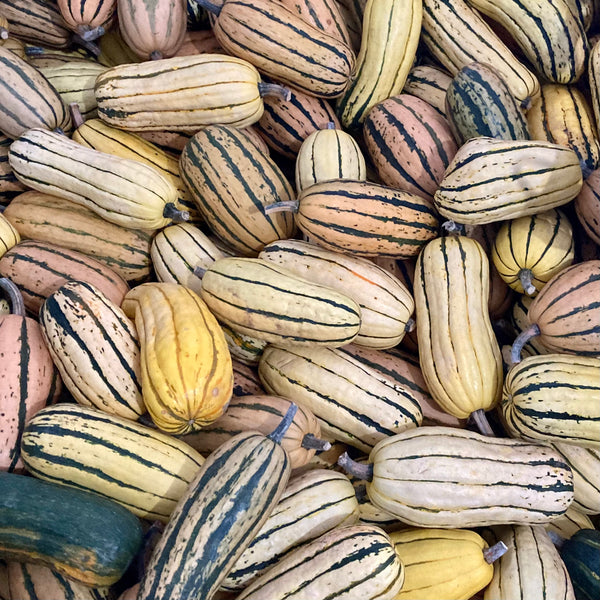 Delicata Squash