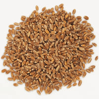 Red Fife Wheat Berries